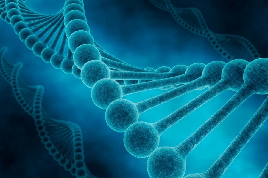 Человек получил от неандертальцев ДНК, влияющее на коронавирус