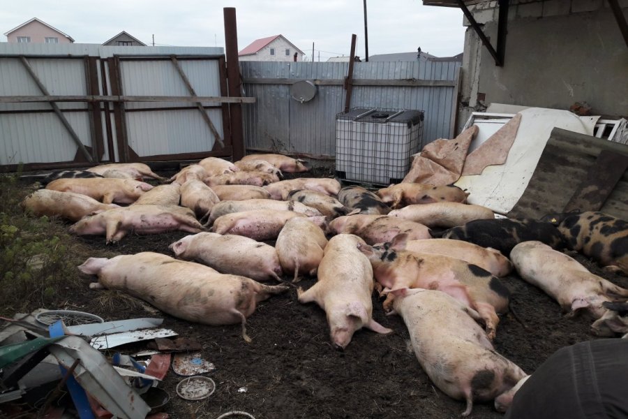 Очаг африканской чумы свиней зафиксирован в России