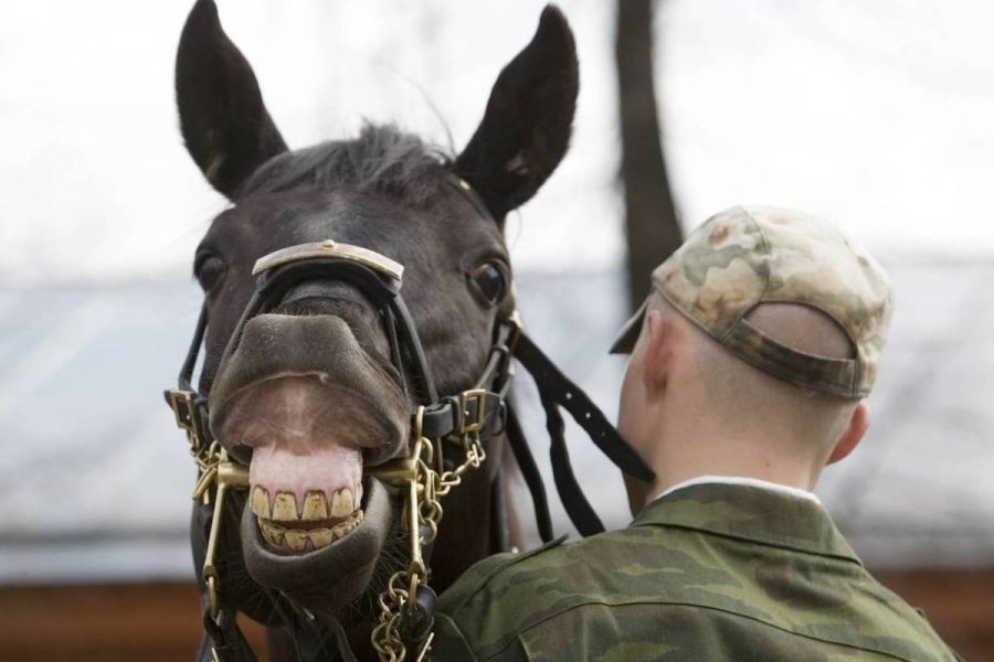 В центре Петербурга лошадь откусила нос пьяному мужчине