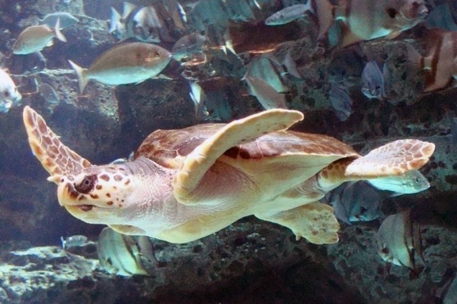Ученые раскрыли тайну «невозможного» путешествия черепах из Японии в Калифорнию