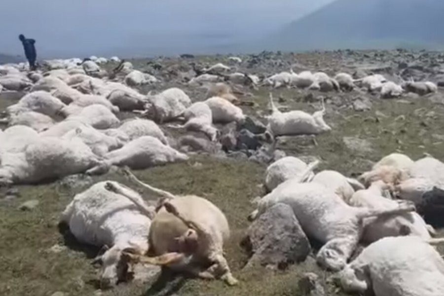 В грузинском селе ударом молнии убило более 500 овец