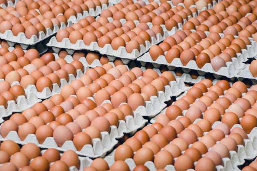В Ленинградской области планируется производить до 4 миллиардов куриных яиц в год