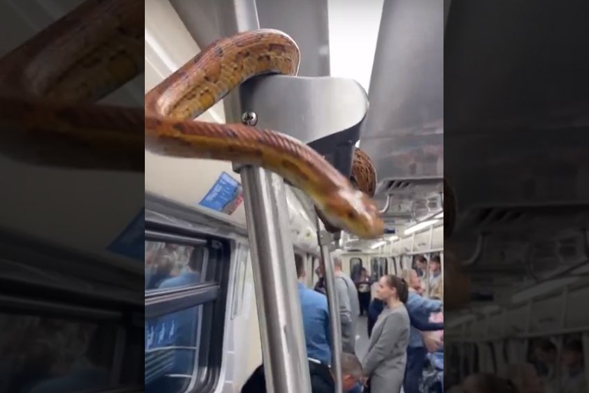 Любитель пресмыкающихся вновь прокатился со змеёй в петербургском метро. На этот раз с мужчина выгуливал не удава