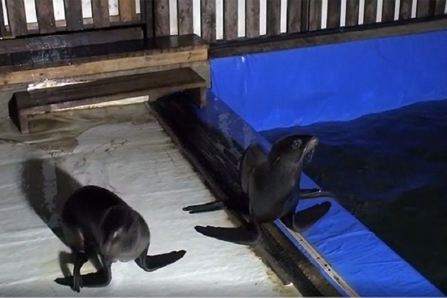 У владельца Севастопольского дельфинария изъяли семь морских котиков